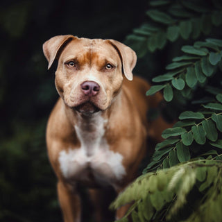 The Ultimate Guide to Sustainable Living with Pets