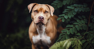 The Ultimate Guide to Sustainable Living with Pets