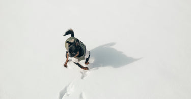 Is It Too Cold To Walk My Dog? | Winter Dog Walking Safety Tips