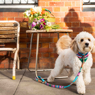 Spring Must-Haves For Stylish Pets