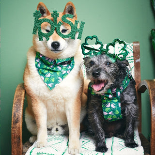 History of 3 Irish Dog Breeds | Happy St Patrick's Day