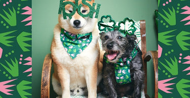 History of 3 Irish Dog Breeds | Happy St Patrick's Day