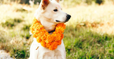Kukur Tihar | Nepal's Day of the Dogs Festival