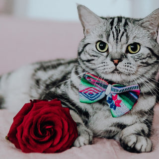 How to Have a Pawsome Valentine's Day With Your Pet