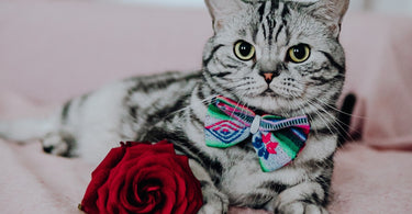 How to Have a Pawsome Valentine's Day With Your Pet