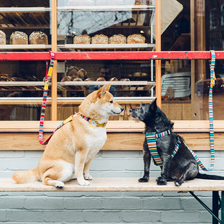 Dog Friendly Festive Shopping in Margate