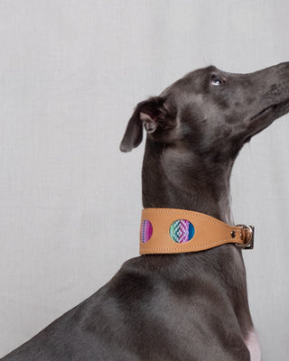 Hound Collars