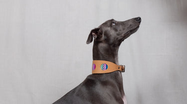 Hound Collars