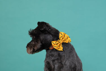 Dog bow tie UK collection of handmade fabric bow ties for dogs including tartan dog bow ties, pink dog bow ties, and matching collar sets.