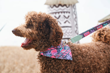 Dog Bandanas