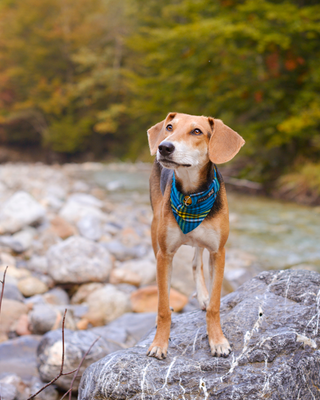 SHOP ALL PET BANDANAS