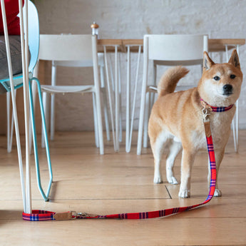 Shuka Red Café Dog Lead