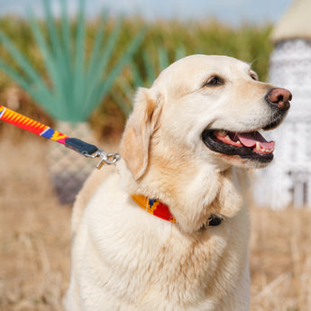 Dakar Dog Collar