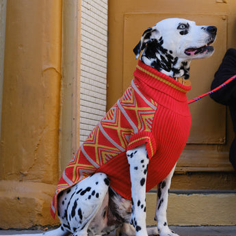 New Horizons Cotton Dog Jumper