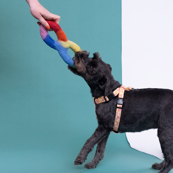 Rainbow Tug Dog Toy