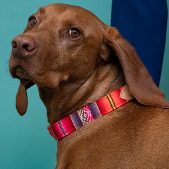 Inca Orange Dog Collar