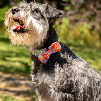 Dog wearing a colorful bow tie in an outdoor setting. Handmade dog bow tie UK featuring elastic loop, Hiro + Wolf Magical Mushrooms design, stylish dog bow tie collar and lead set, perfect dog bow tie for collar.