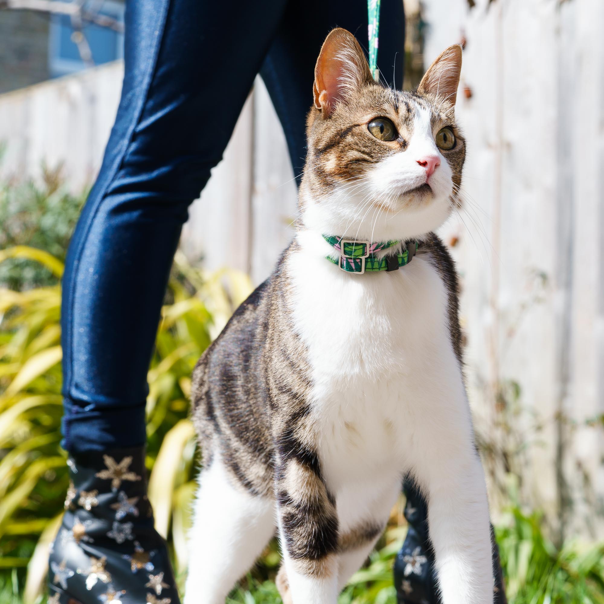 Combs Breakaway Cat Collar-Cat Vegan Collar-Hiro + Wolf