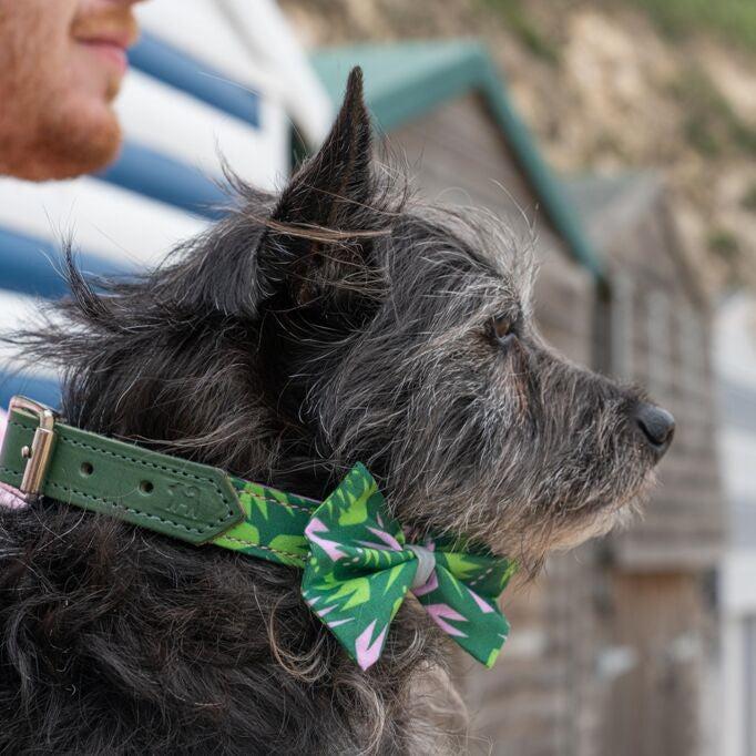 Combs Dog Bow Tie-Dog Collar Bow Tie-Hiro + Wolf