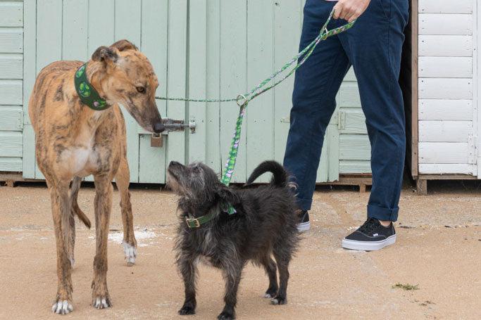 Combs Hands Free (Coupler) Dog Lead-Dog Lead-Hiro + Wolf