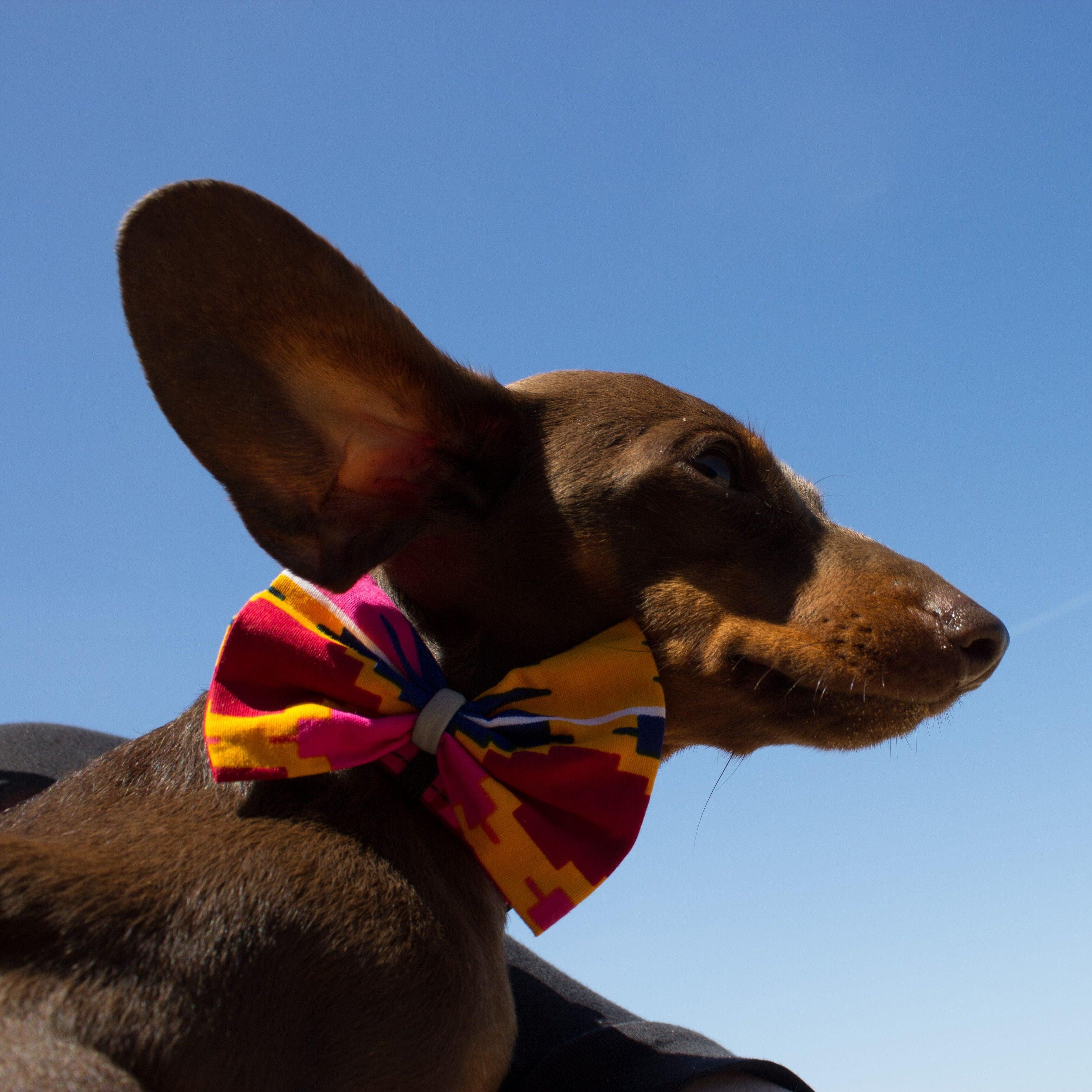 Dakar Dog Bow Tie-Dog Collar Bow Tie-Hiro + Wolf