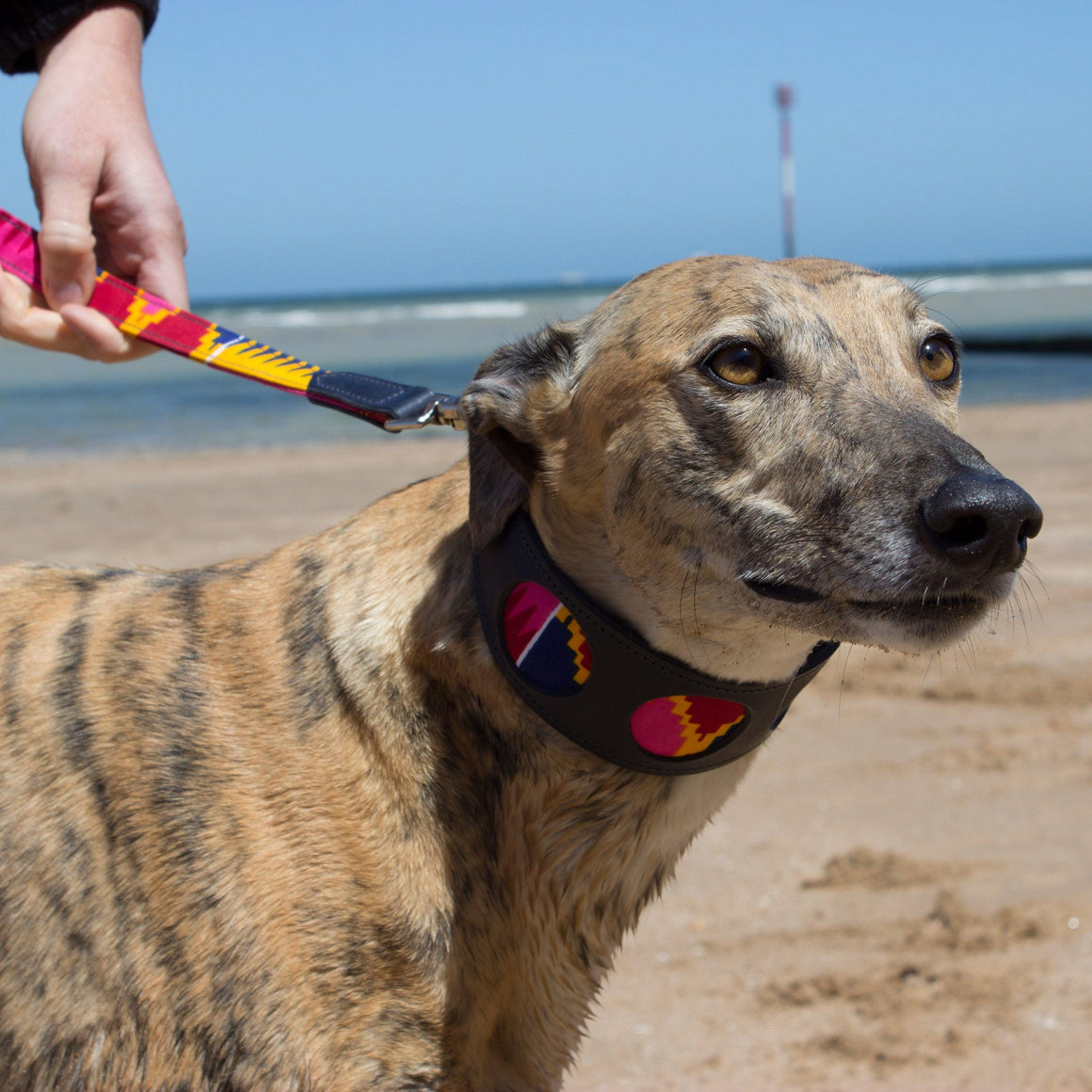 Dakar Hound Collar Photo Inspiration