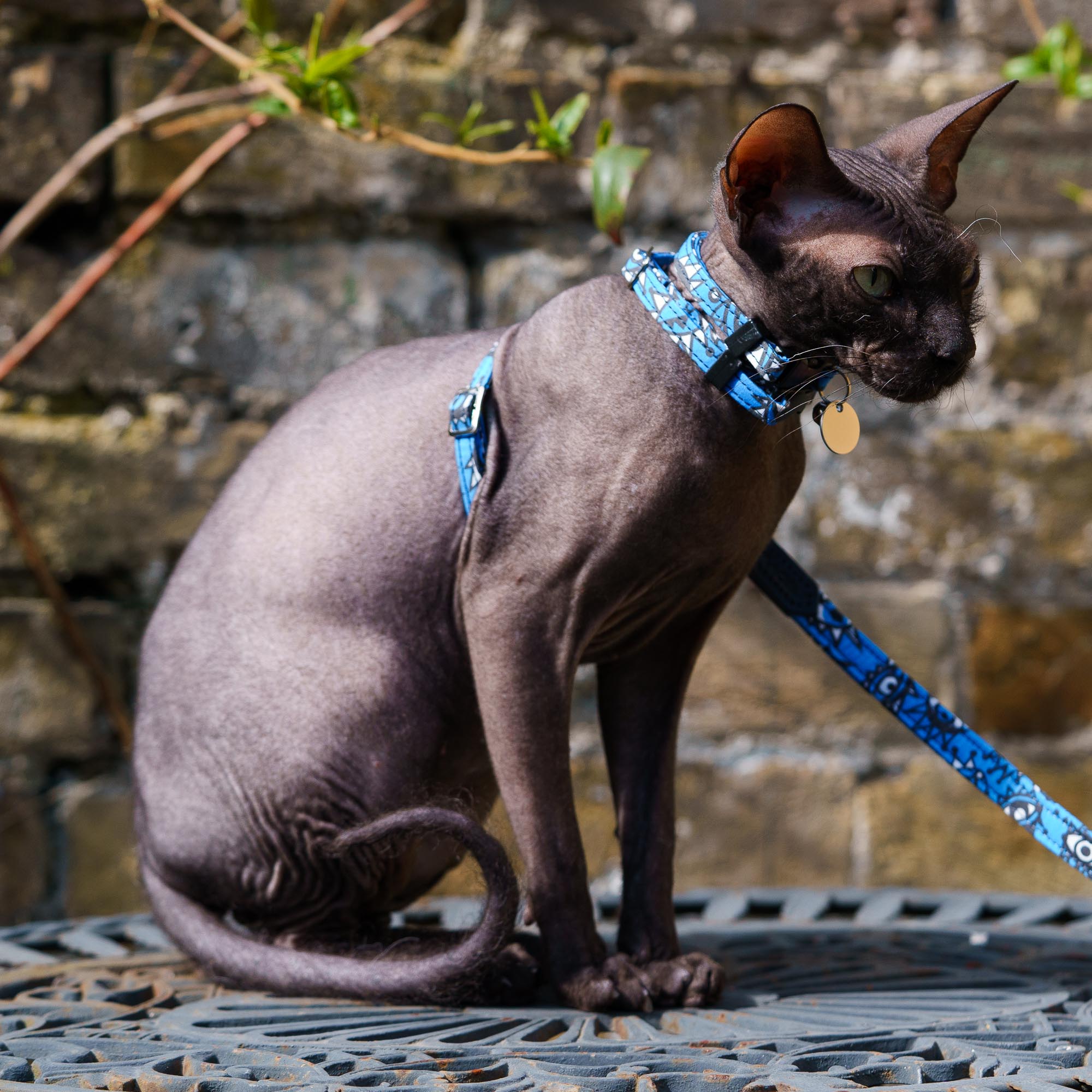 Eyes Breakaway Cat Collar-Cat Vegan Collar-Hiro + Wolf