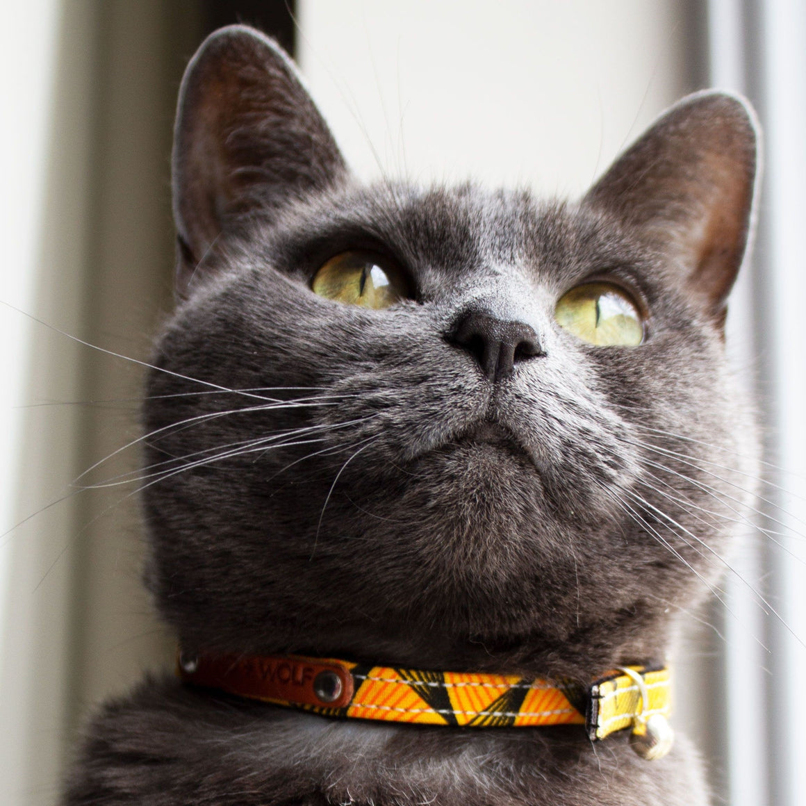 Hiro + Wolf | Fireworks Cat Collar