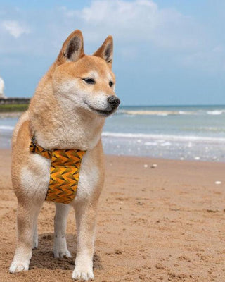 Fireworks Dog Harness-Dog Harness-Hiro + Wolf