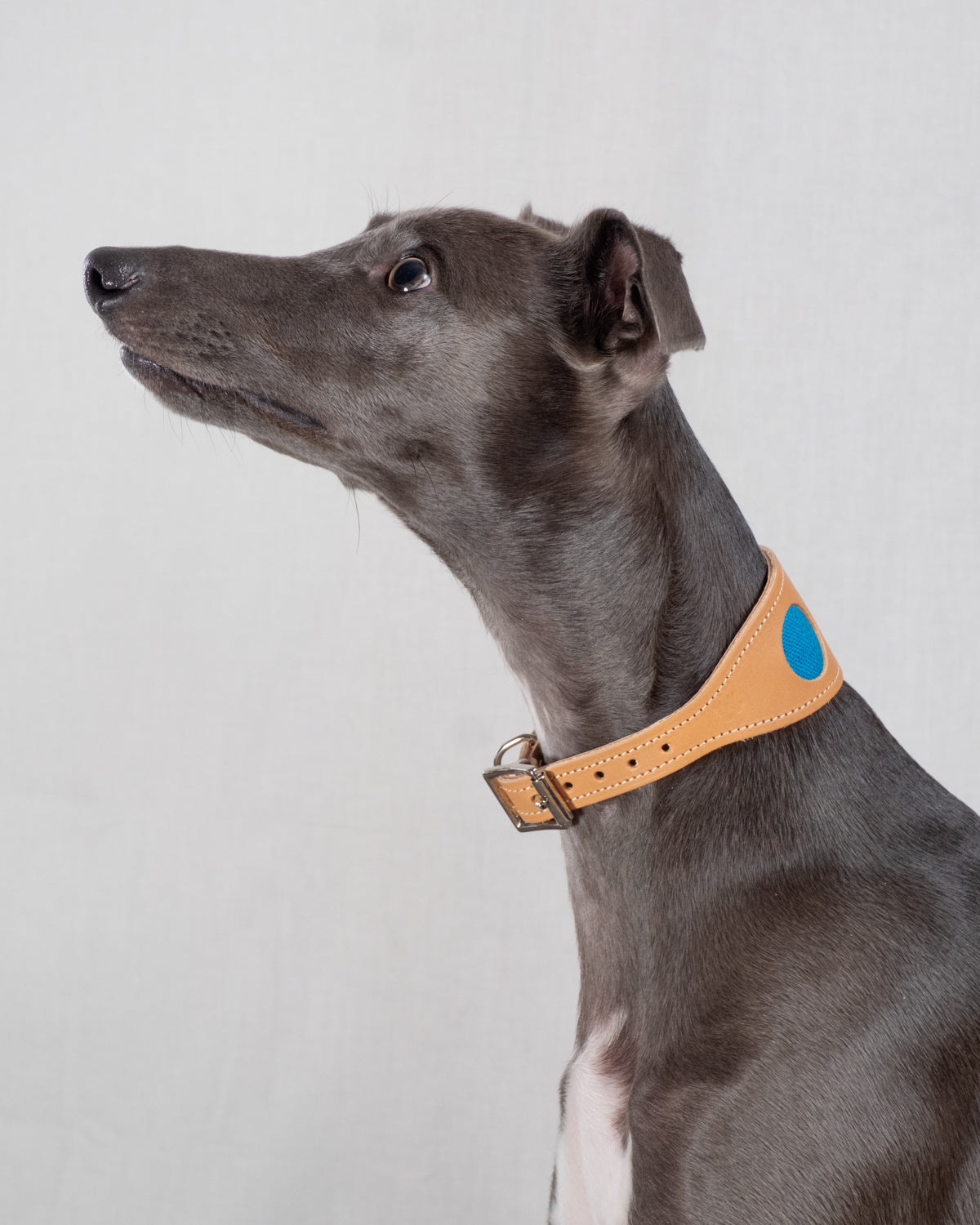 Handgeschilderd Sighthound Leren Halsband met ID-label QR voor Whippet Handgeschilderd Sighthound Leren Halsband met ID-label QR voor Whippet