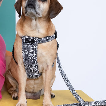 Bow Wow Haus Dog Harness