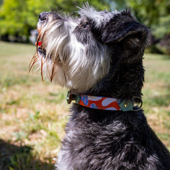 Magical Mushrooms Dog Collar