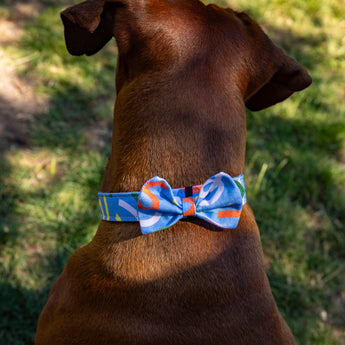 Brown dog wearing a blue bow tie with orange accents on a grassy background