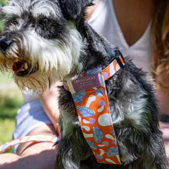 Magical Mushrooms Dog Harness