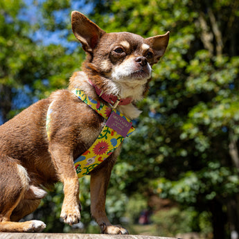 Psychedelic Garden Dog Harness