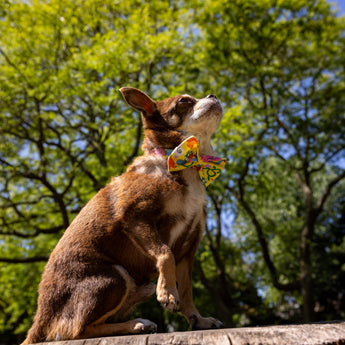 Psychedelic Garden Dog Bow Tie