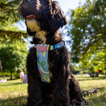 Dog wearing a colorful harness sitting on grass with trees in the background