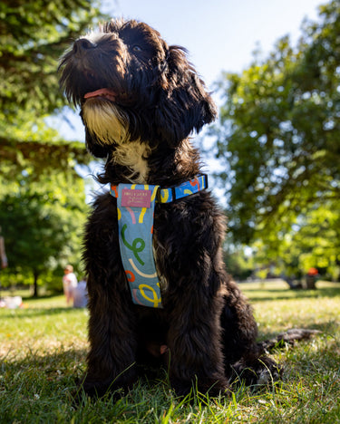 Dog wearing a colorful harness sitting on grass with trees in the background