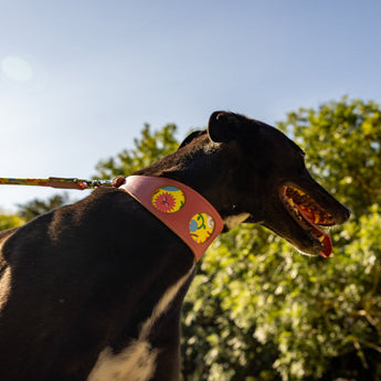 Hiro + Wolf Psychedelic Garden whippet collar leather showcasing vibrant floral design, perfect for whippet collar puppy or sighthound collars martingale styles