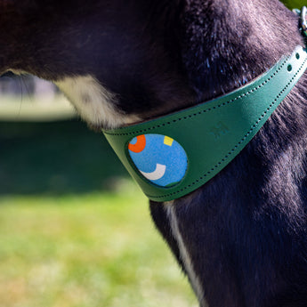 Handmade Dancing Leaves sighthound collar on greyhound, close-up leather detail