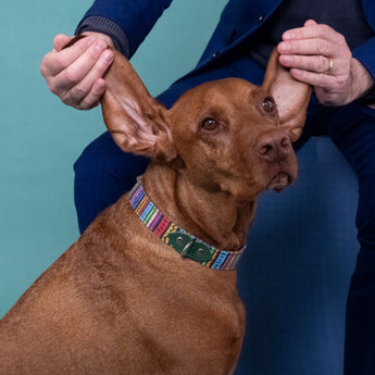 Rainbow Stripe Dog Collar