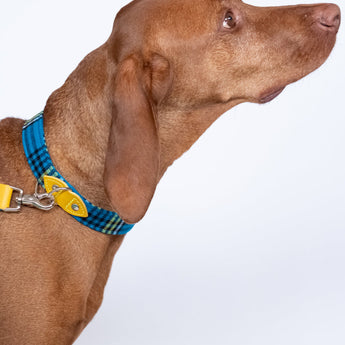 Shuka Blue Dog Collar