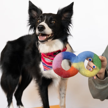 Rainbow Tug Dog Toy