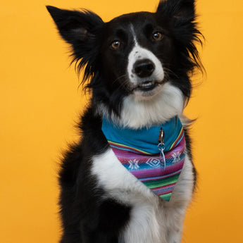 Inca Blue Dog Bandana