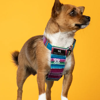 Inca Blue Dog Harness