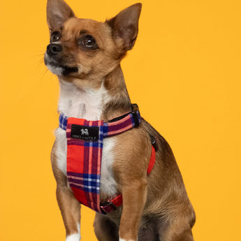 Shuka Red Dog Harness