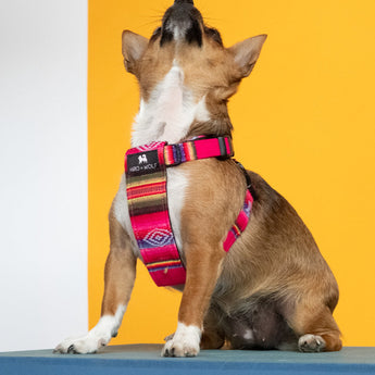 Inca Pink Dog Harness