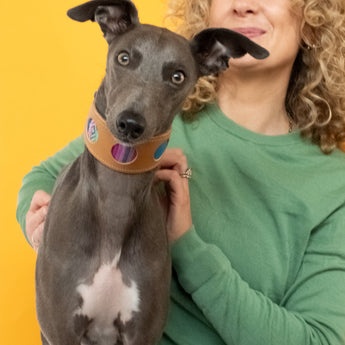 Inca Blue Hound Collar