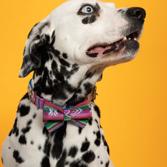 Inca Blue Dog Bow Tie