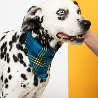 Shuka Blue Dog Bandana